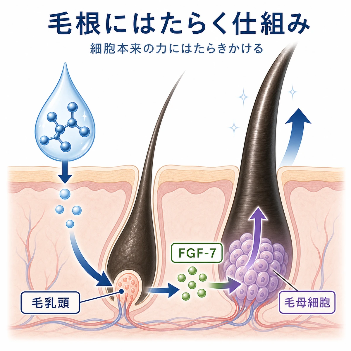 アデノシンが毛乳頭に作用しFGF-7を介して髪を太く育てる仕組みを表した医療イラスト