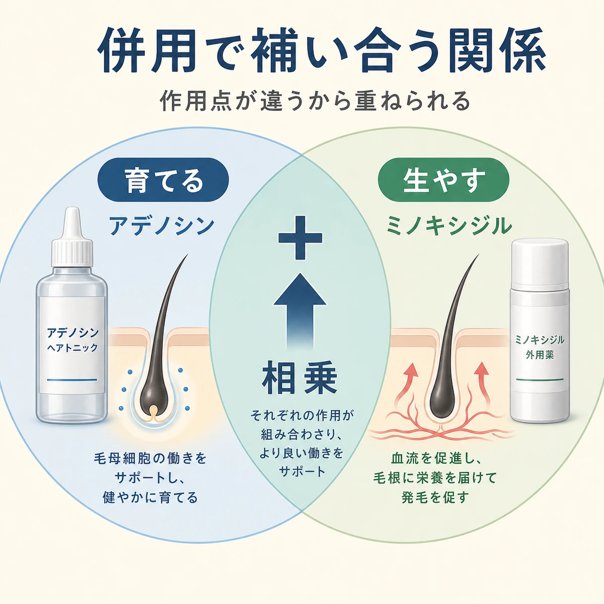 作用点の異なるアデノシンとミノキシジルの併用による補完関係をベン図で表した医療イラスト