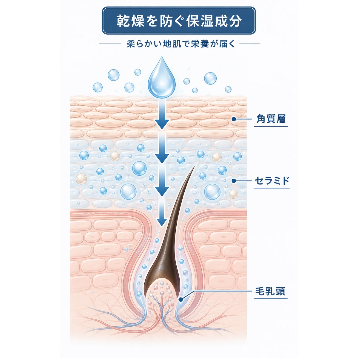 保湿成分が角質層を通り毛乳頭まで浸透して乾燥を防ぐ様子を示した医療イラスト