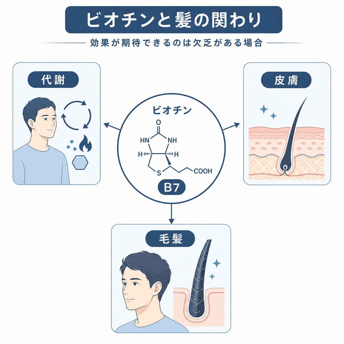 ビオチンが代謝や皮膚や毛髪と関わることを表した医療イラスト
