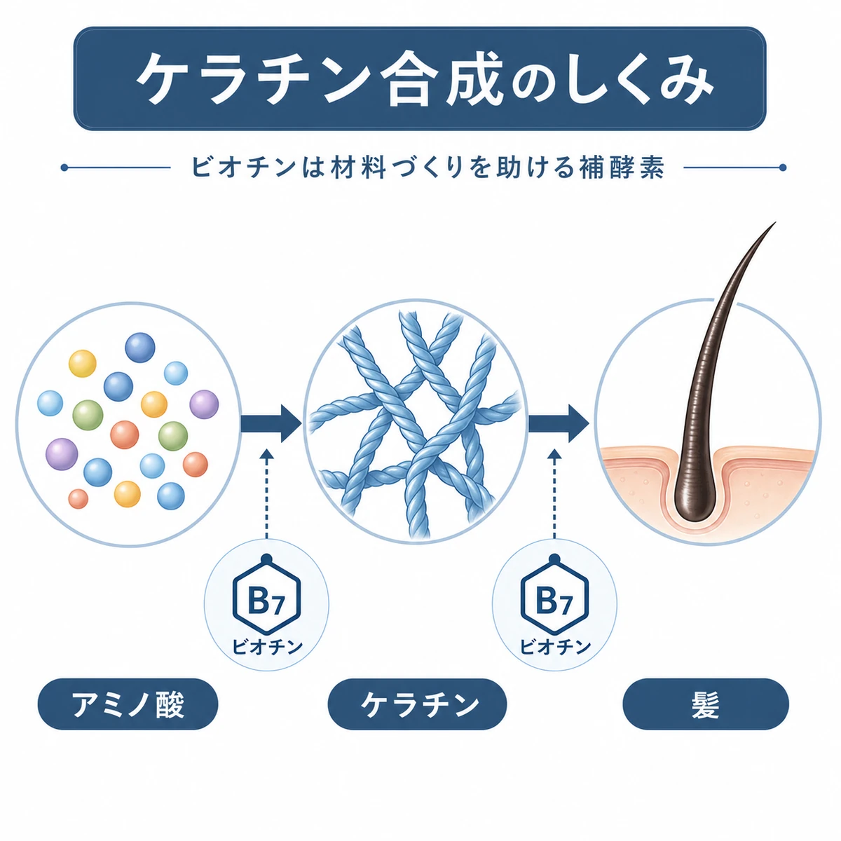 アミノ酸からケラチンを経て髪ができる合成の流れを表した医療イラスト