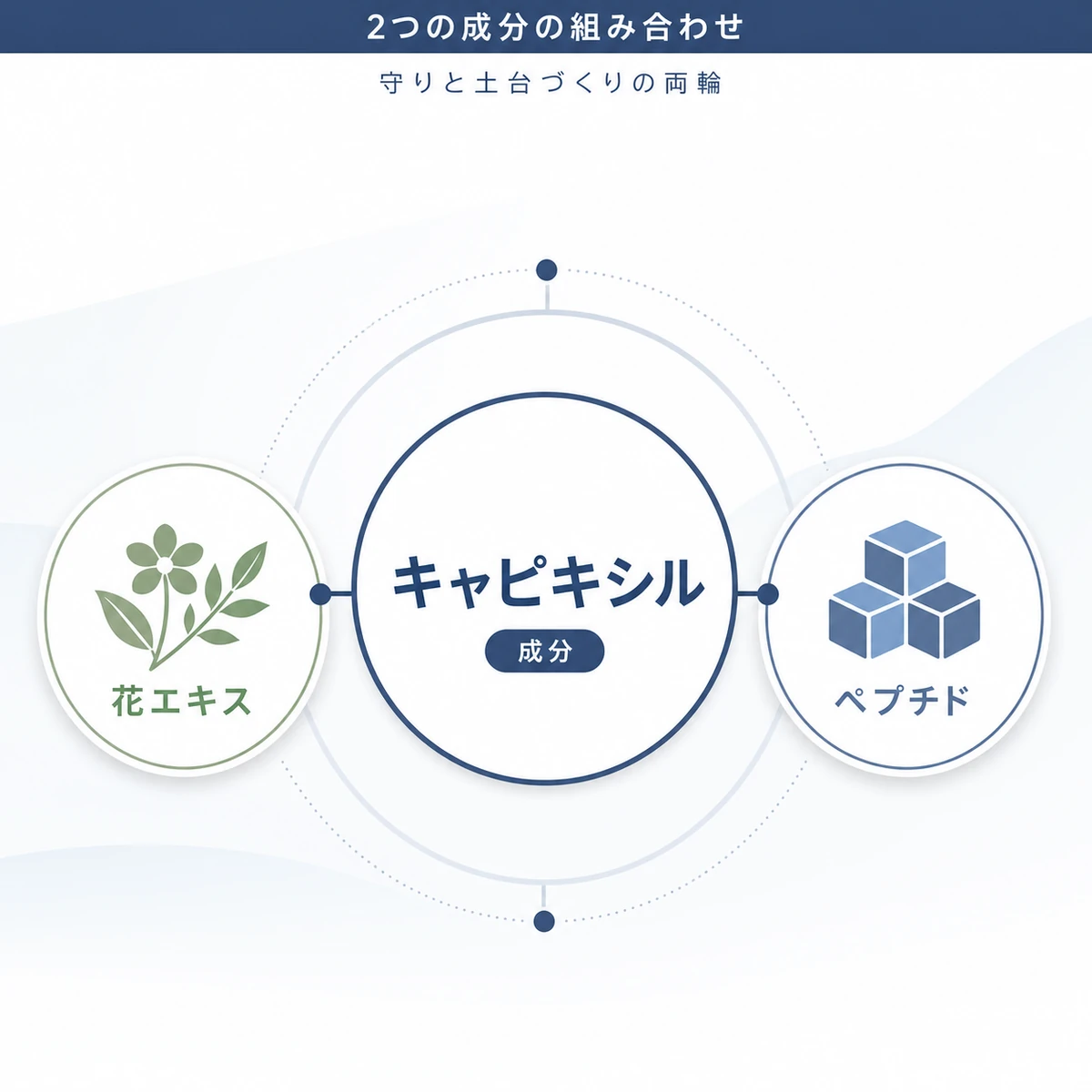 キャピキシルを構成する2つの成分の関係を表した医療イラスト