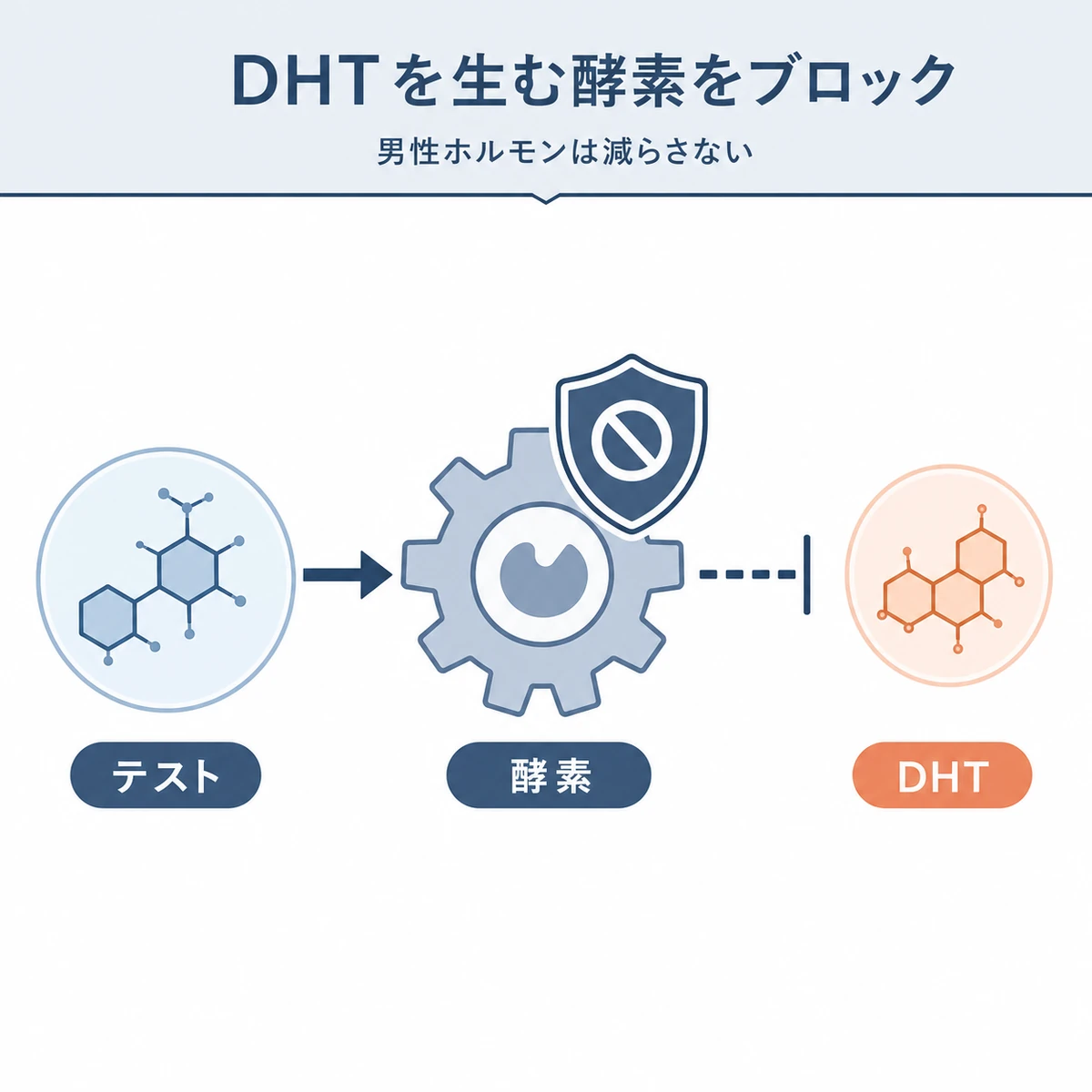 ビオカニンAが脱毛酵素の働きをさえぎる流れを表した医療イラスト