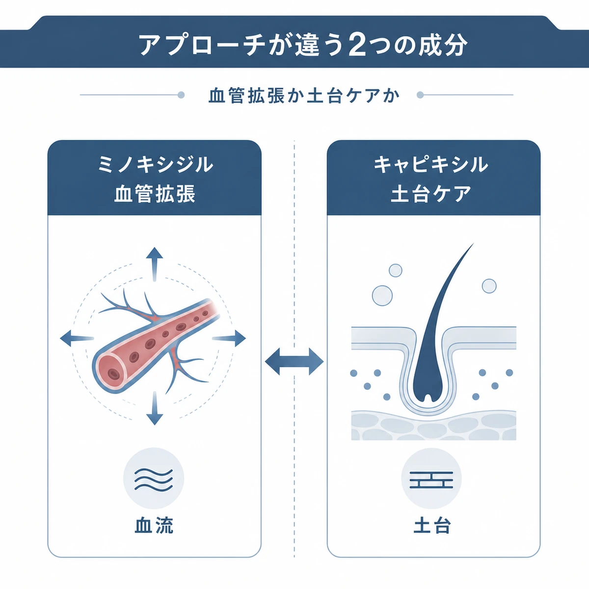 ミノキシジルとキャピキシルのアプローチの違いを表した医療イラスト