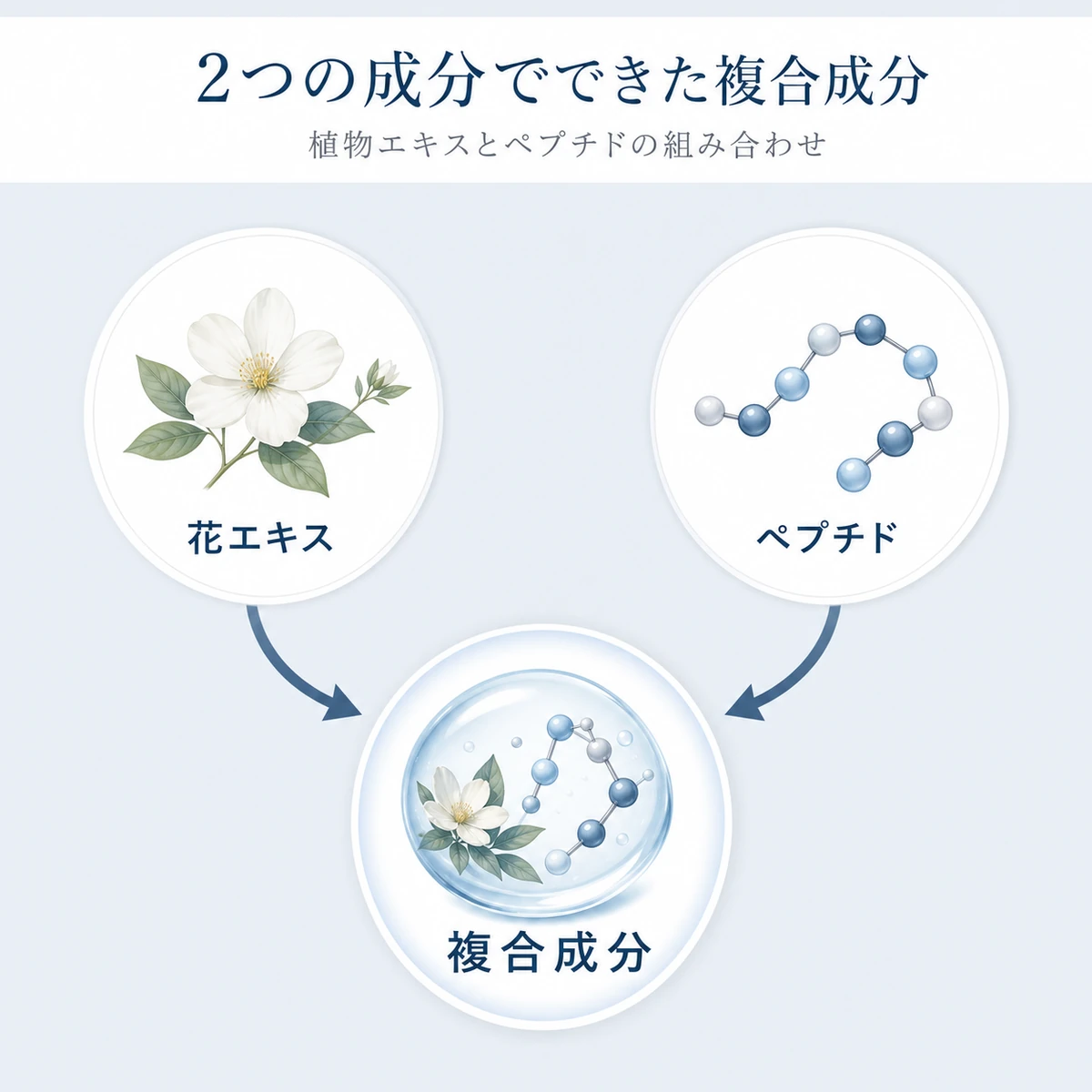 アカツメクサ花エキスとペプチドが合わさりキャピキシルになる仕組みを表した医療イラスト