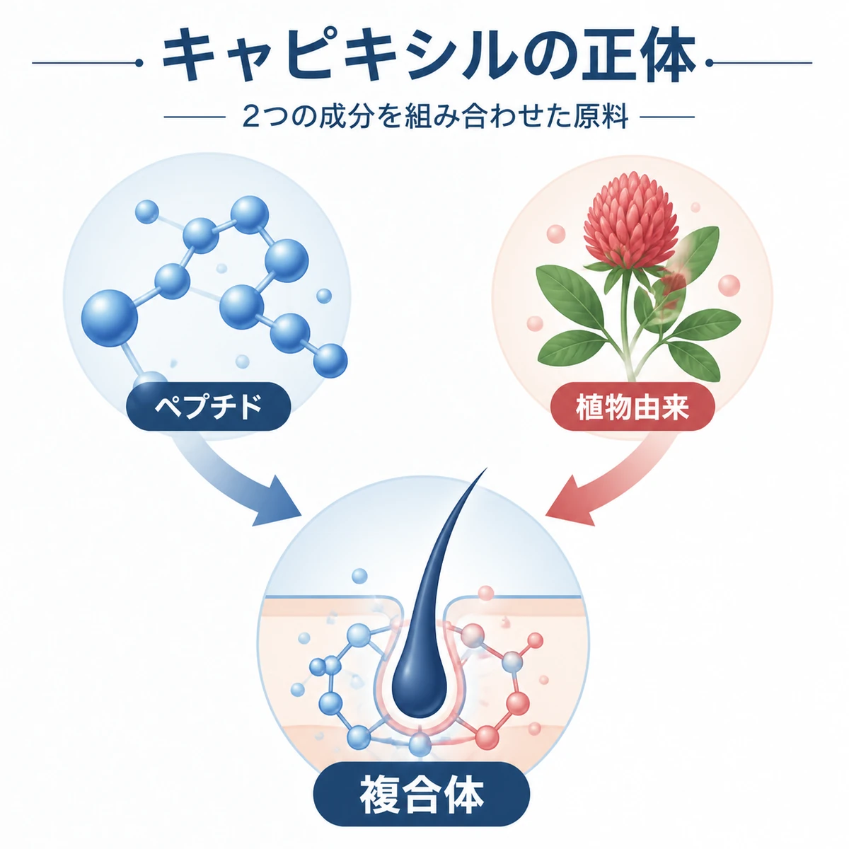 ペプチドと植物由来成分が組み合わさってキャピキシルになる仕組みを表した医療イラスト