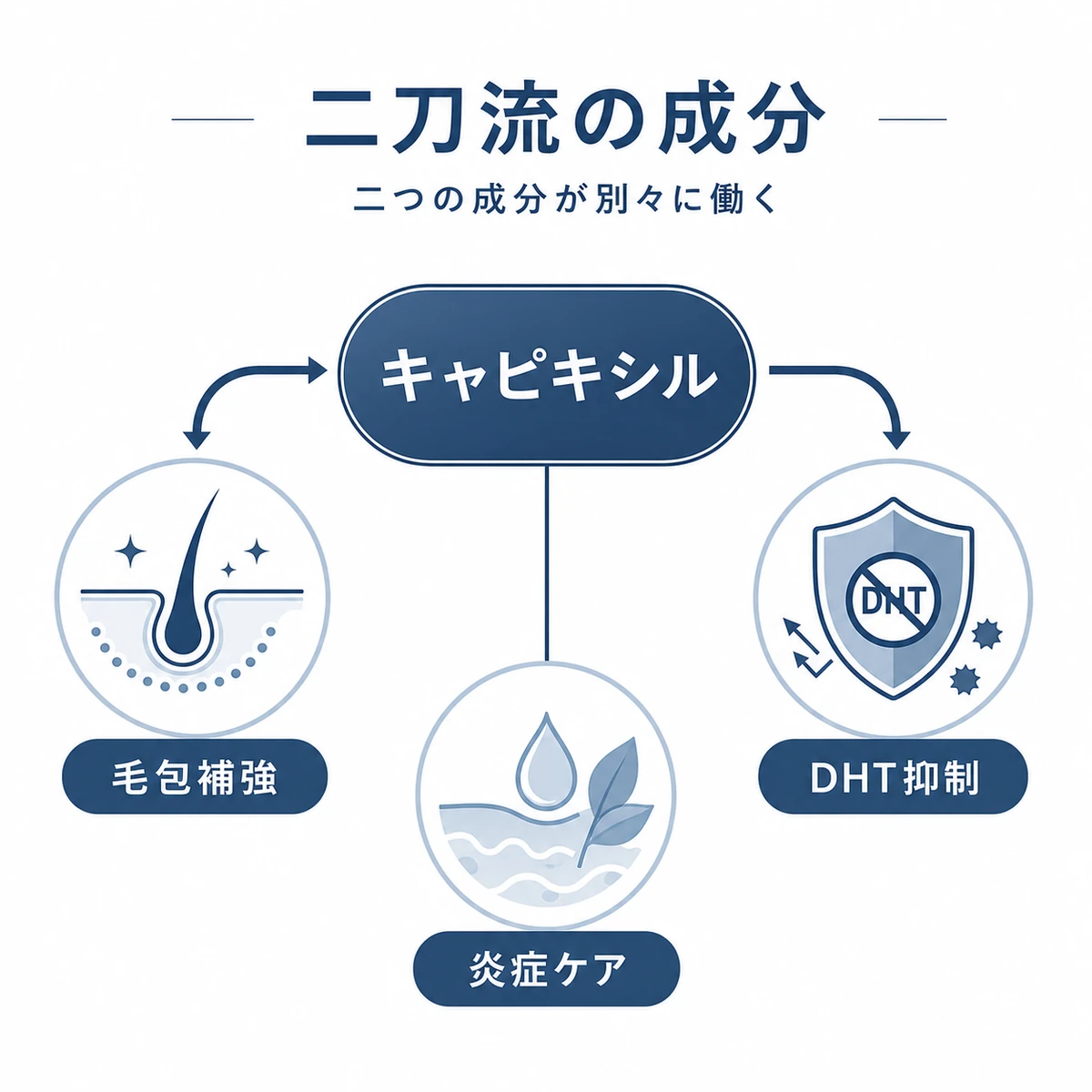 キャピキシルの二つの有効成分が毛包補強とDHT抑制に分かれて働く仕組みを表した医療イラスト
