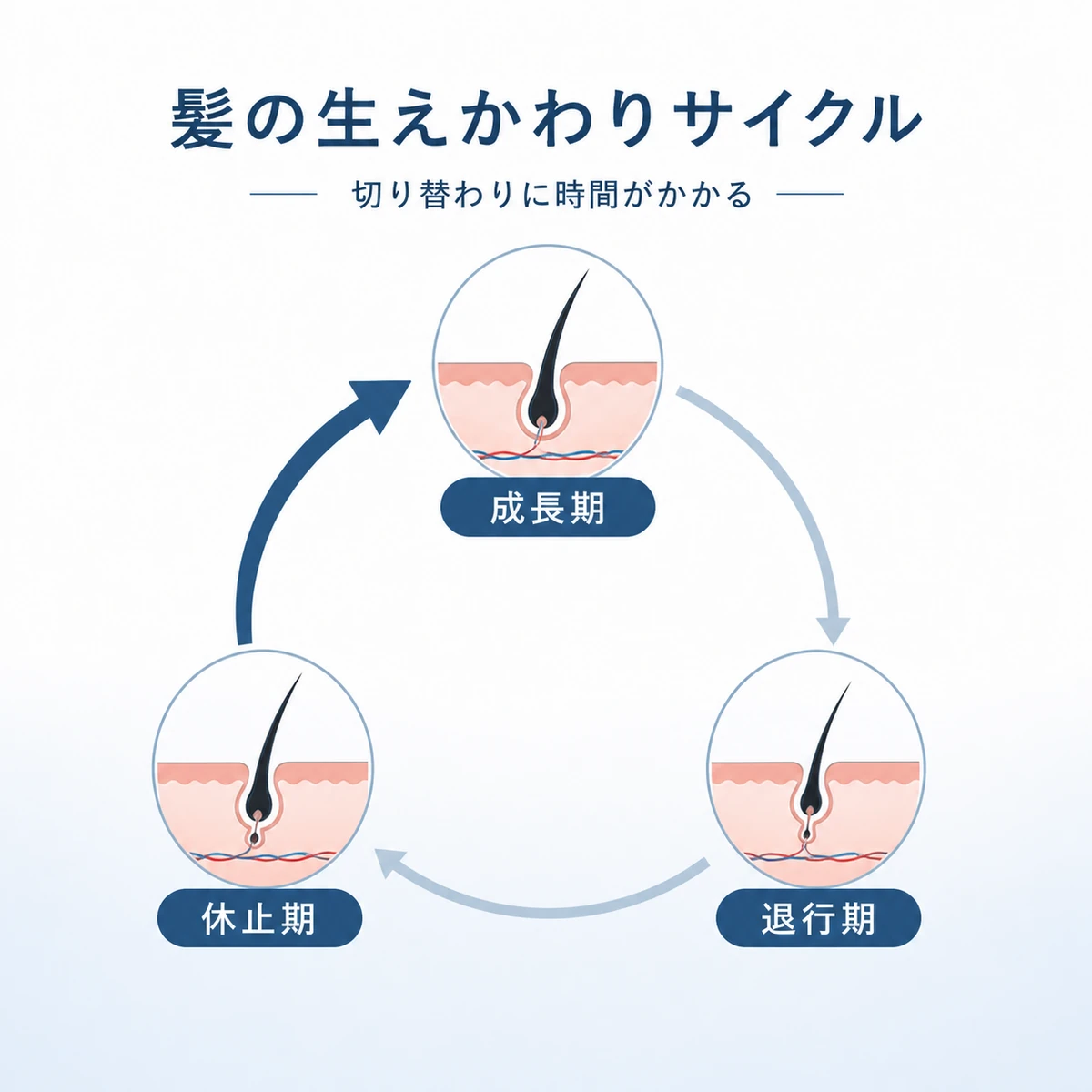 毛髪が成長期と退行期と休止期を巡るヘアサイクルの円環を表した医療イラスト