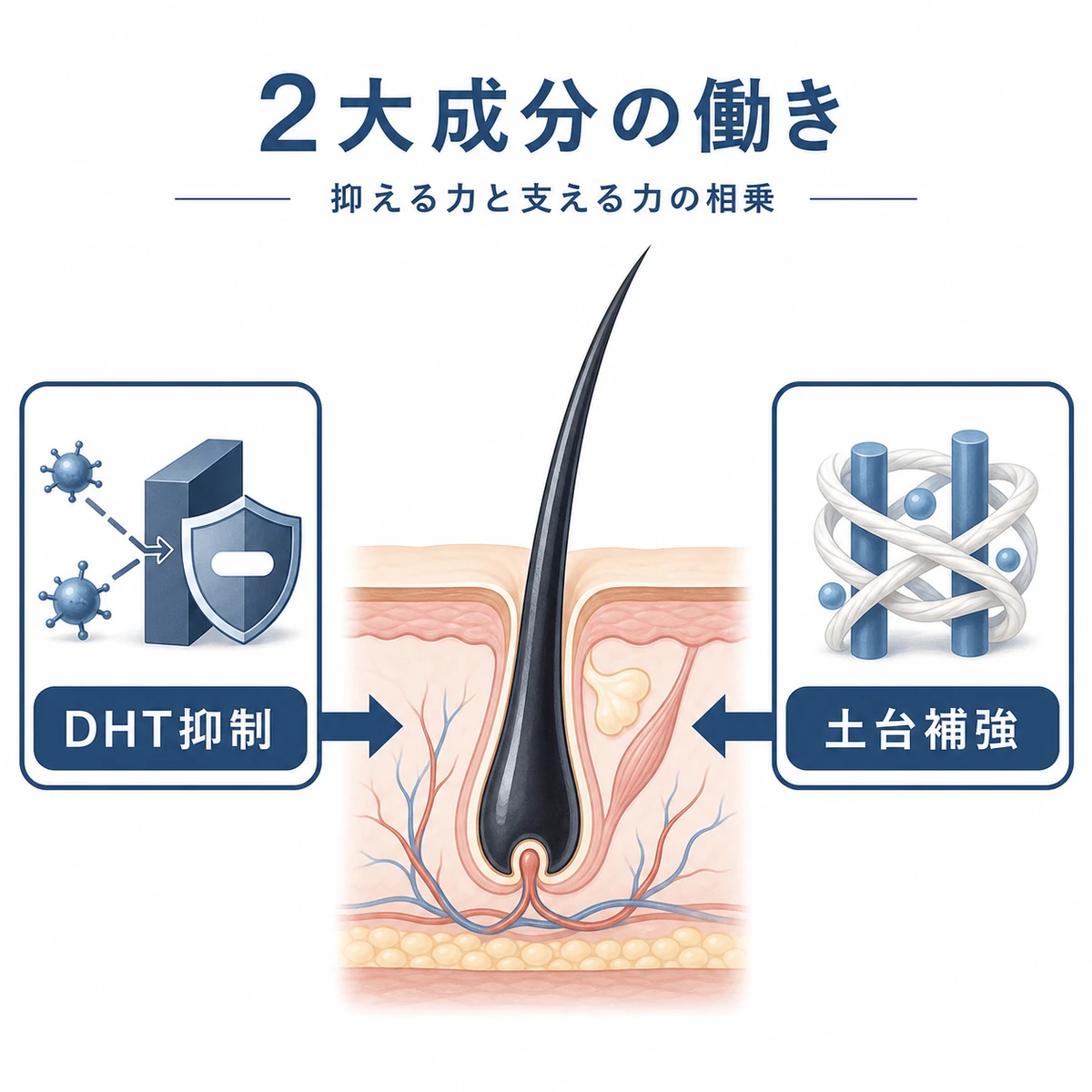 ビオカニンAとアセチルテトラペプチド-3が毛包に相乗的に働くしくみを表した医療イラスト