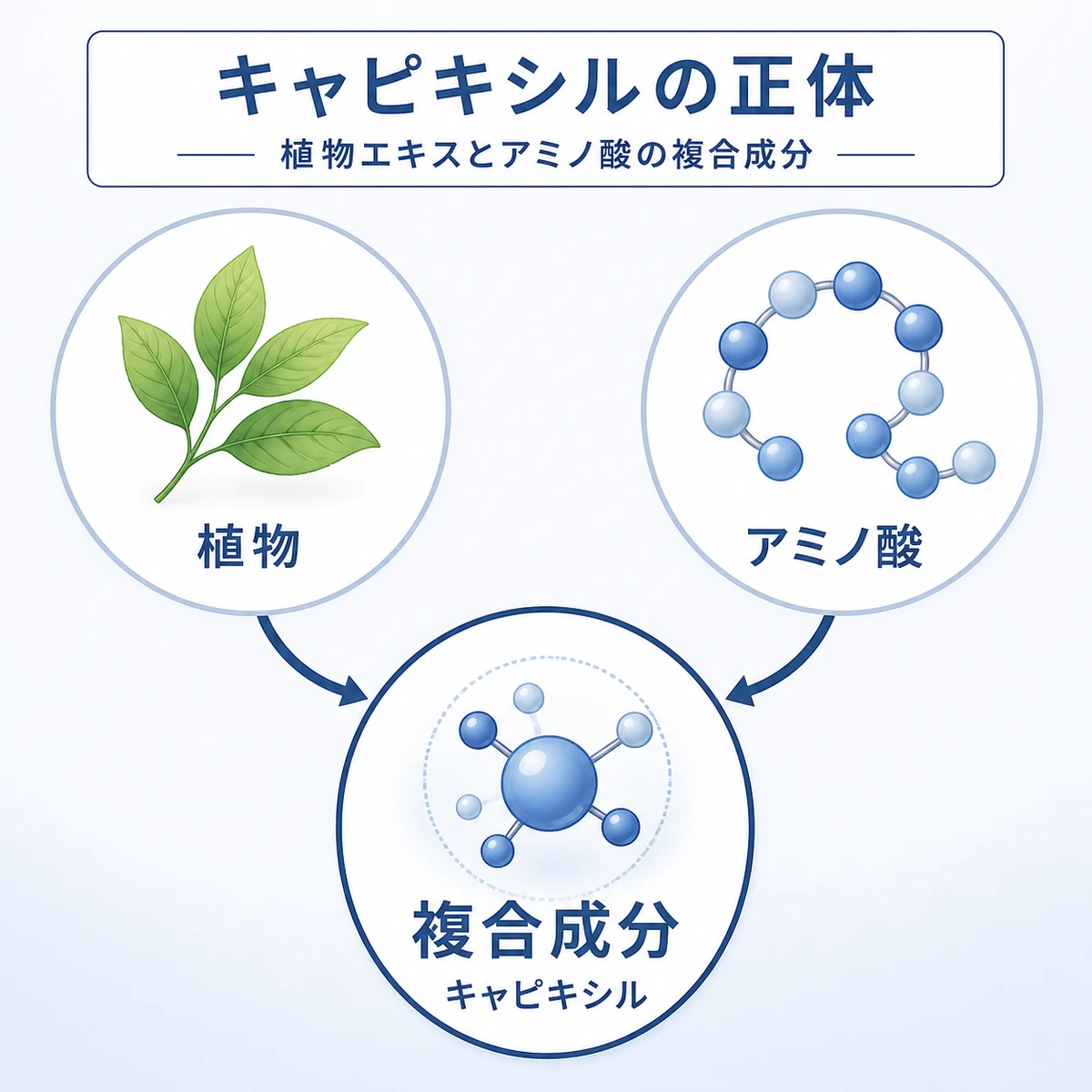 植物エキスとアミノ酸が合わさってキャピキシルになる複合成分の仕組みを表した医療イラスト