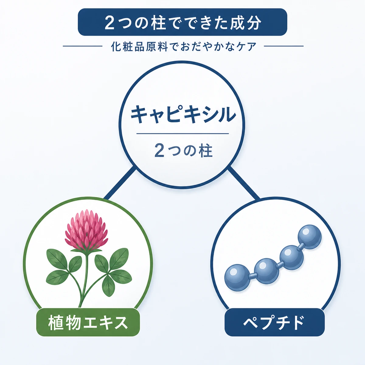 キャピキシルが植物エキスとペプチドの2成分で構成される仕組みを表した医療イラスト