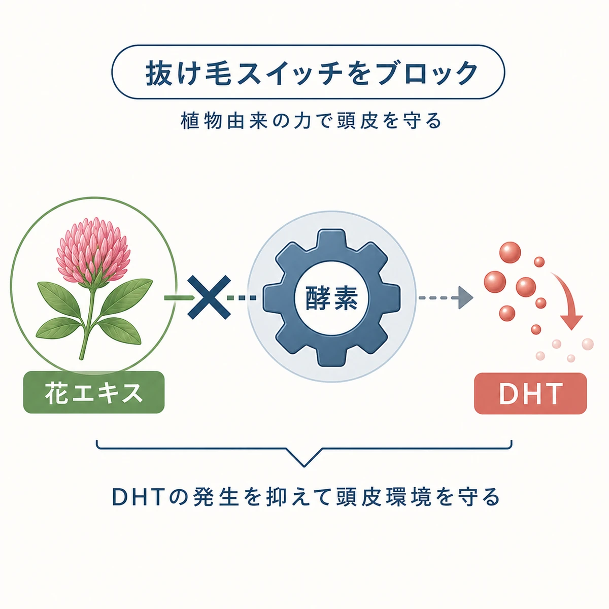 アカツメクサ花エキスが酵素の働きを抑えて抜け毛の原因物質を減らす流れを示した医療イラスト