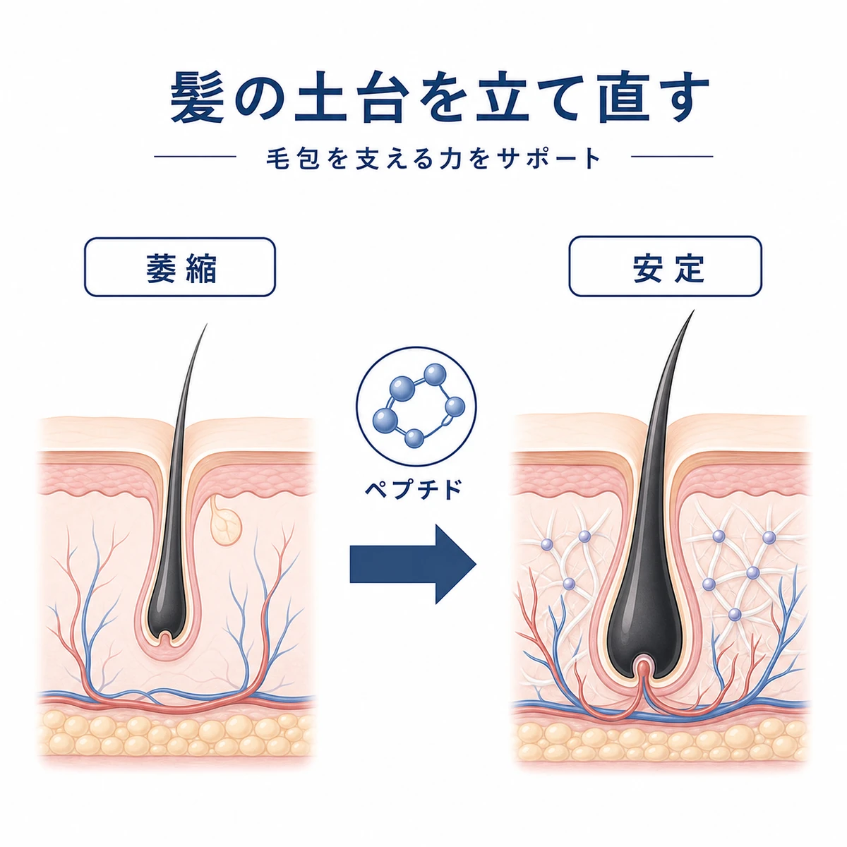 ペプチドが毛包の土台を修復して根付きが安定するまでの変化を表した医療イラスト