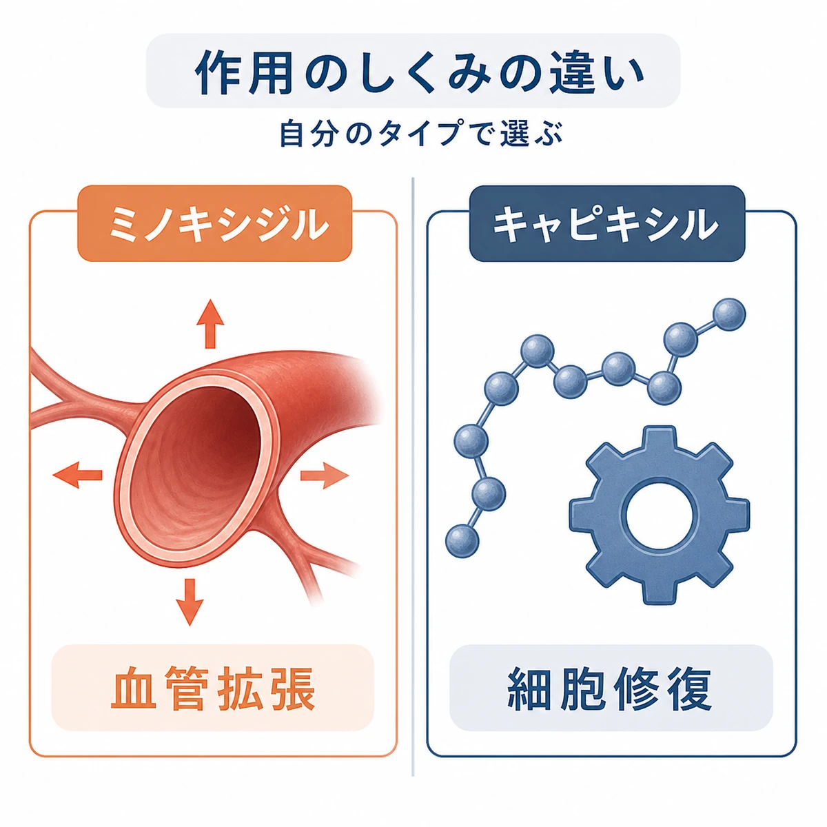ミノキシジルとキャピキシルの作用の違いを左右で対比した医療イラスト
