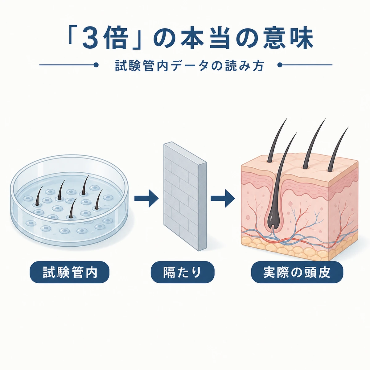 試験管内の細胞実験と実際の頭皮の条件差を対比した育毛の医療イラスト