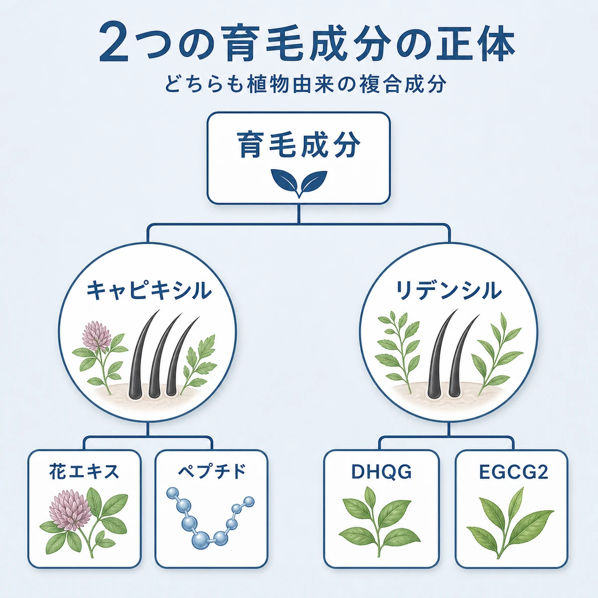 キャピキシルとリデンシルの主要成分の構成を樹形図で表した育毛イラスト