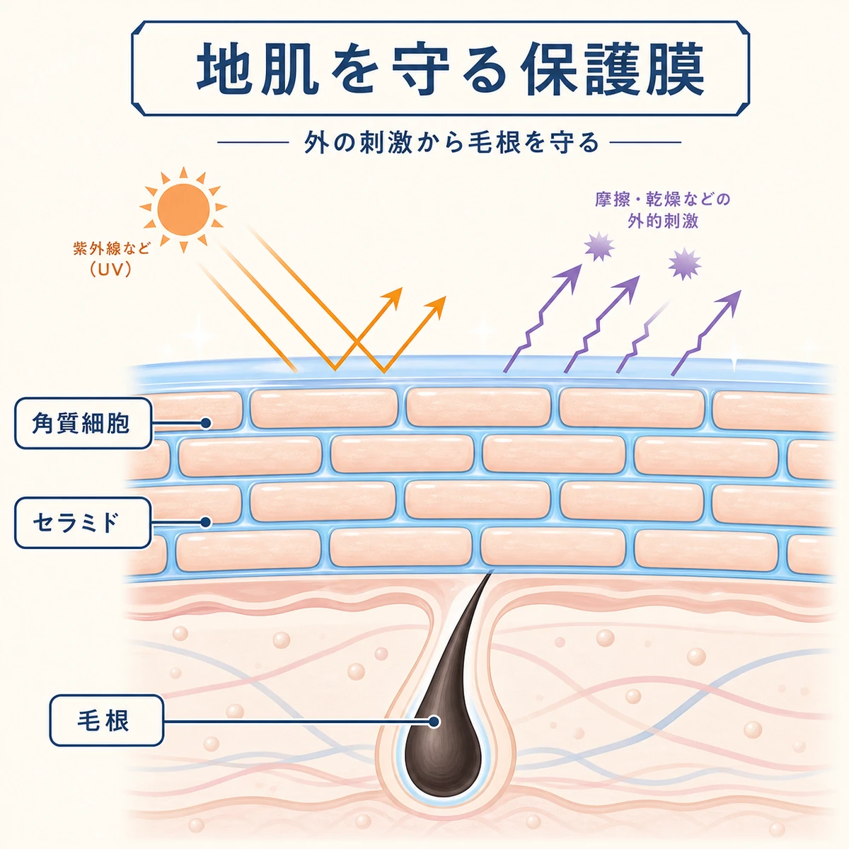 角質層をレンガ壁に見立てセラミドが隙間を埋めて毛根を守る様子を表した医療イラスト