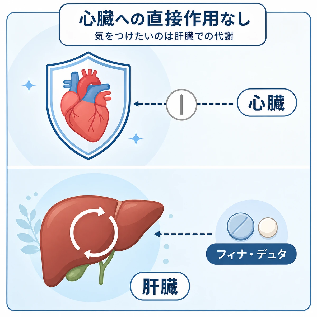 フィナステリドが心臓に直接作用せず肝臓で代謝される特徴を表した医療イラスト