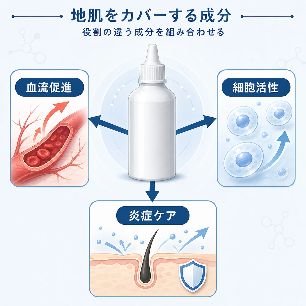 育毛成分の働きと髪の密度づくりの関係を表した医療イラスト