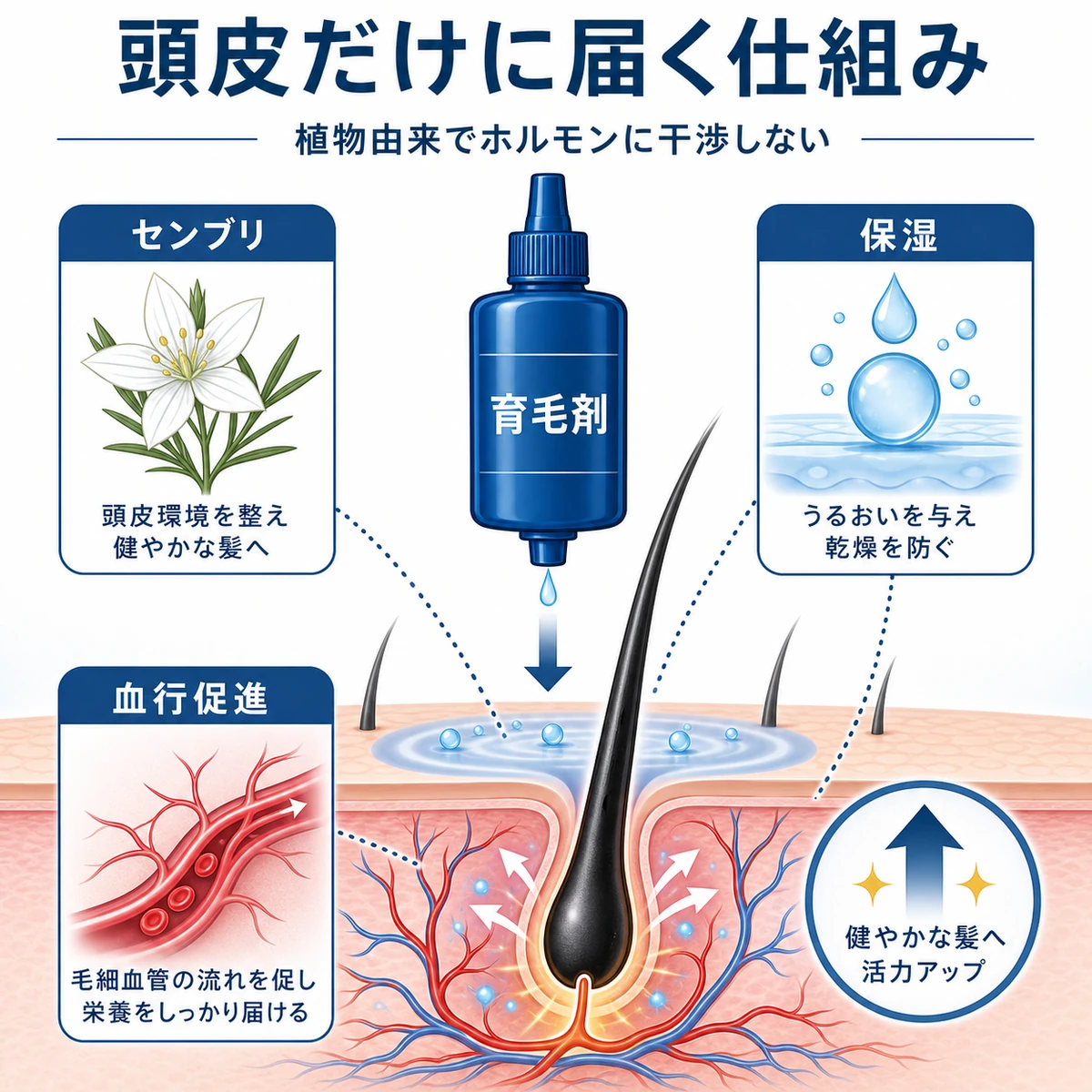 市販育毛剤の成分が頭皮と毛根だけに届き血行を促す仕組みを表した医療イラスト