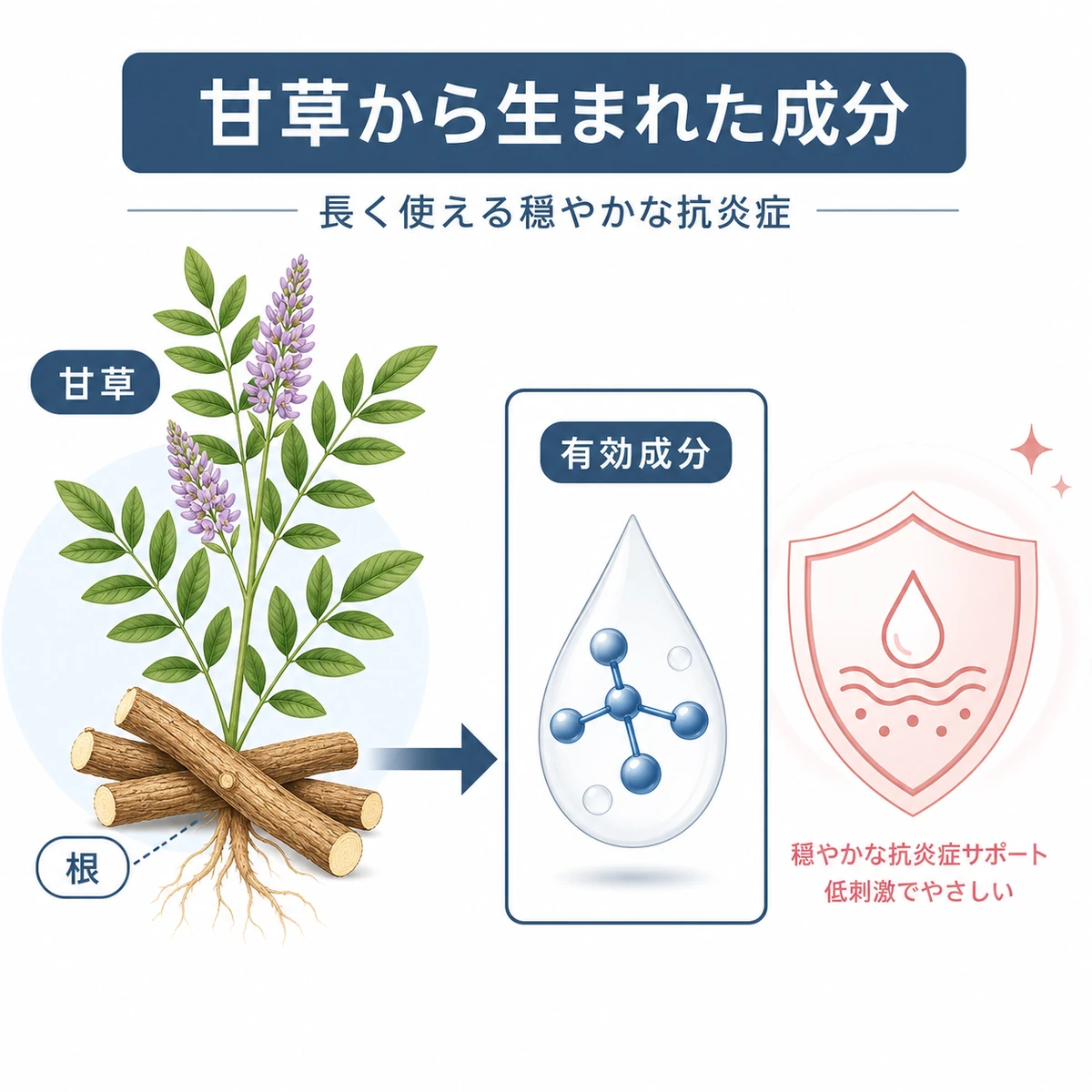 甘草の根から抽出されるグリチルリチン酸2Kが穏やかな抗炎症成分になる流れを表した医療イラスト
