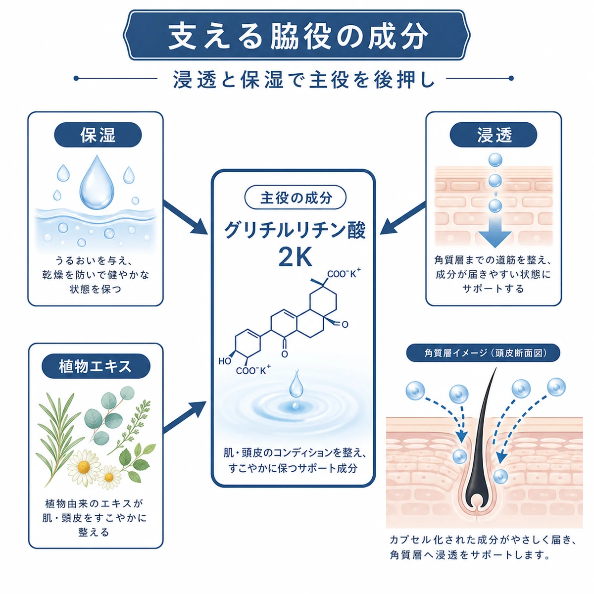 主役成分を保湿や浸透などのサポート成分が取り囲んで支える関係を表した医療イラスト