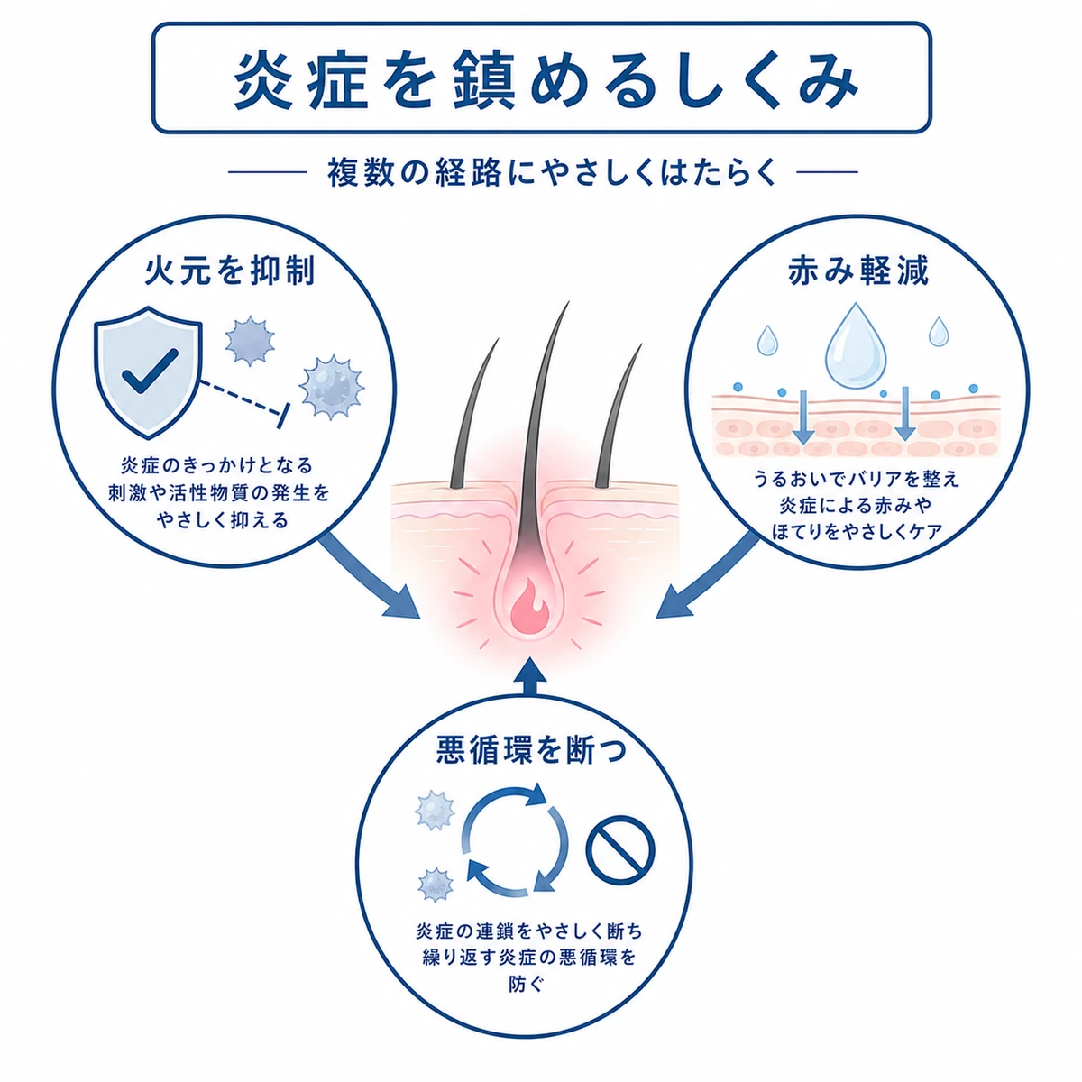 グリチルリチン酸ジカリウムが複数の経路から頭皮の炎症を鎮めるしくみを表した医療イラスト