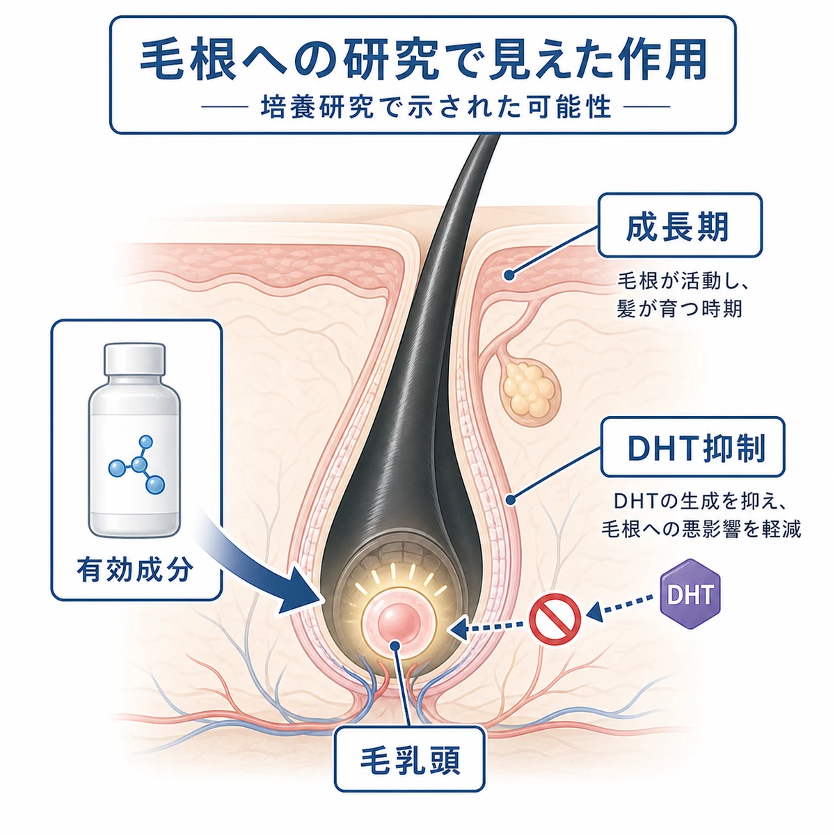 甘草由来成分が毛乳頭細胞にはたらきかける研究上の作用を表した医療イラスト