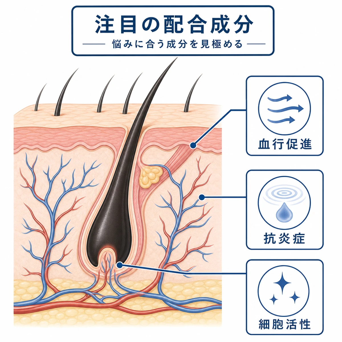 頭皮の断面図で育毛成分の働きを表した医療イラスト