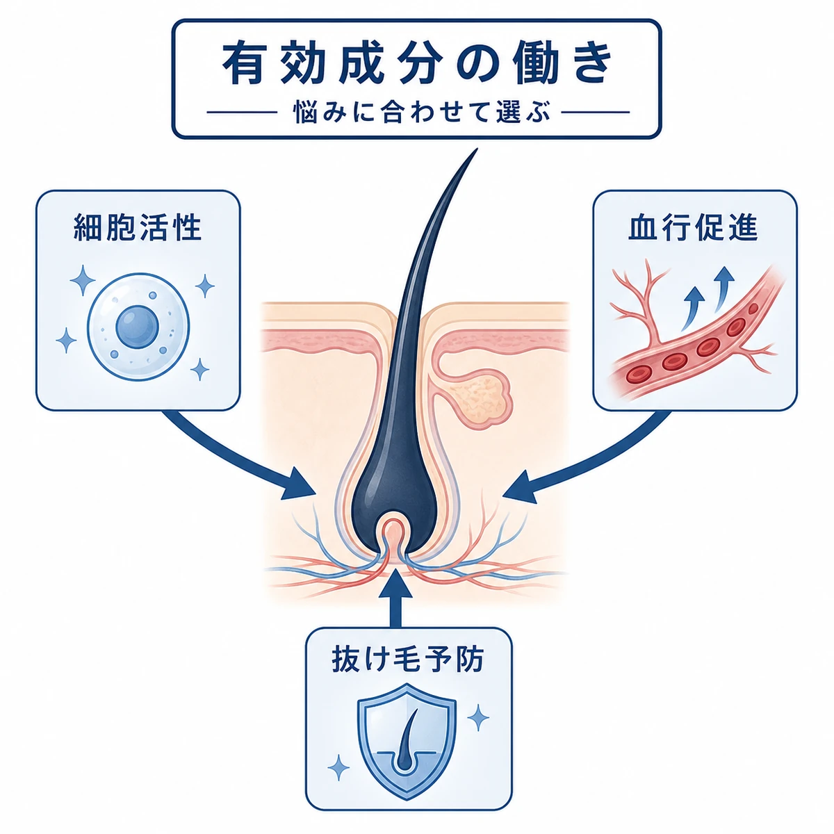 有効成分の3つの働きを毛根との関係で示した解説イラスト
