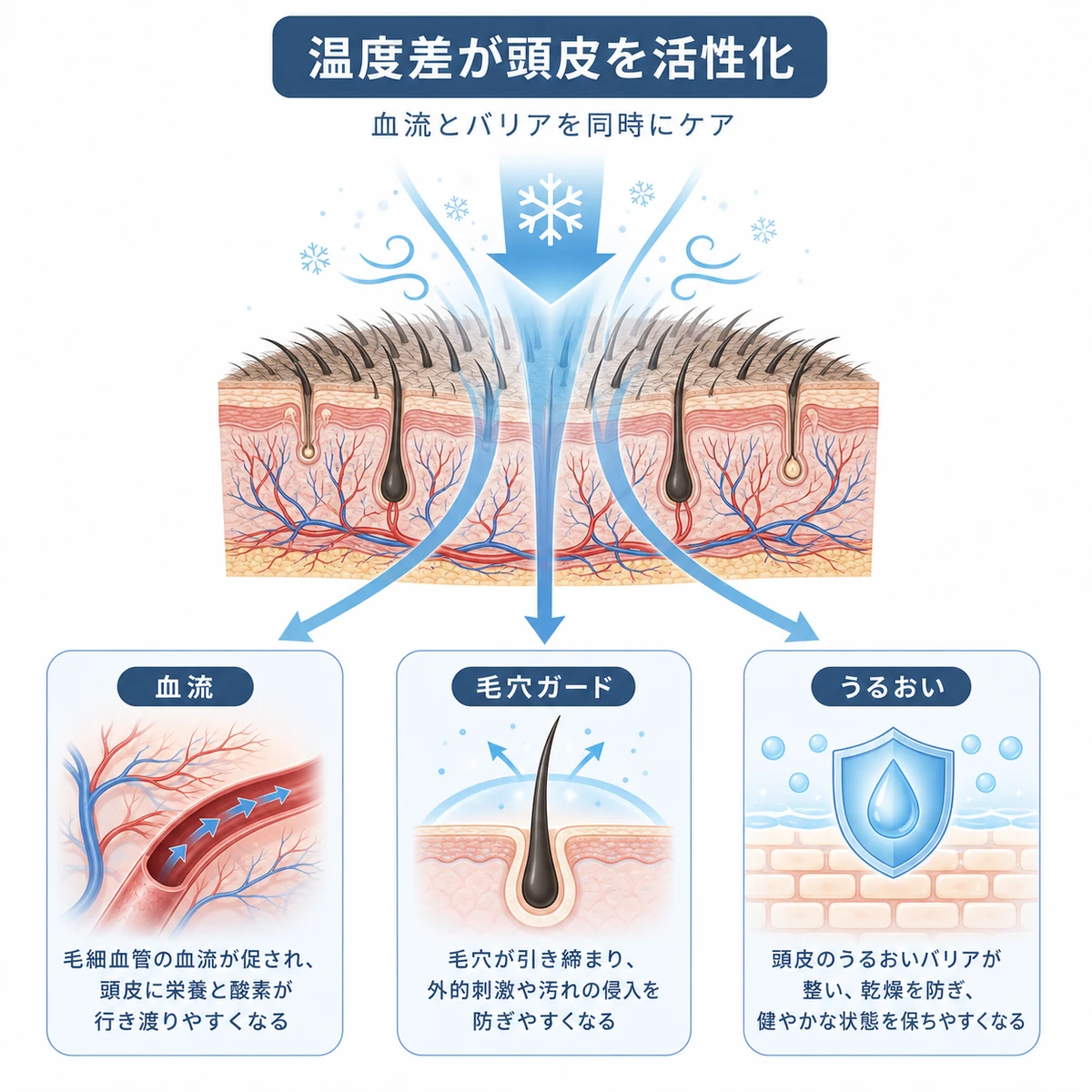 冷風による温度差が頭皮の血流と毛穴とバリアに働く仕組みを表した相関図の医療イラスト
