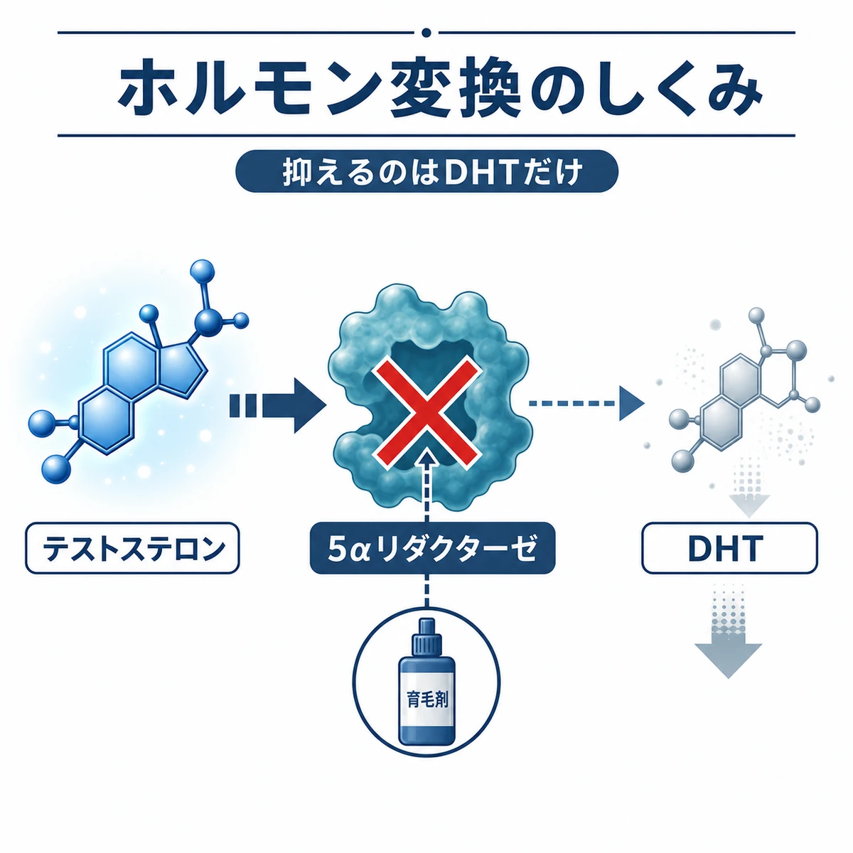 テストステロンがDHTへ変換される流れと育毛剤が酵素を抑えるしくみを表した医療イラスト