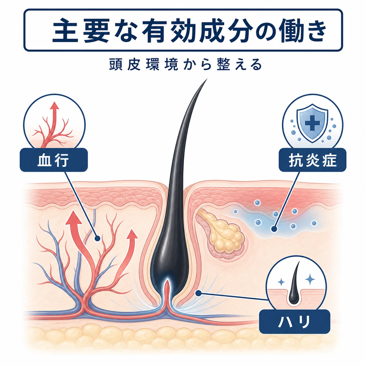 血行促進・抗炎症・ハリを支える有効成分が頭皮に働く仕組みを表した医療イラスト