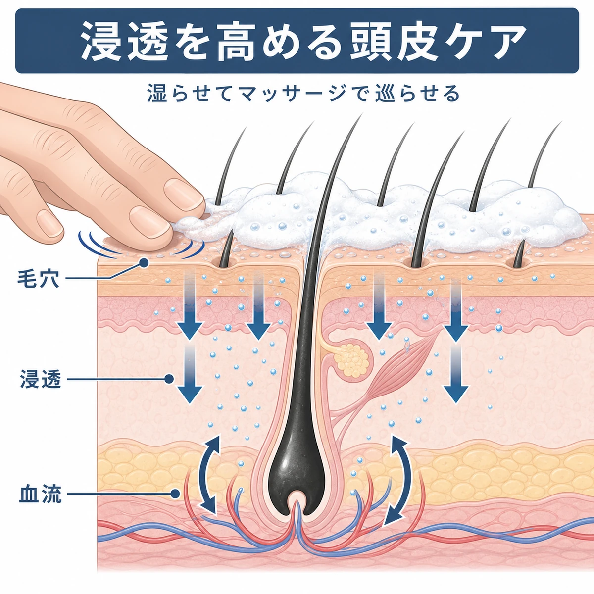 頭皮の断面で泡の有効成分が毛根へ浸透する流れを示した医療イラスト