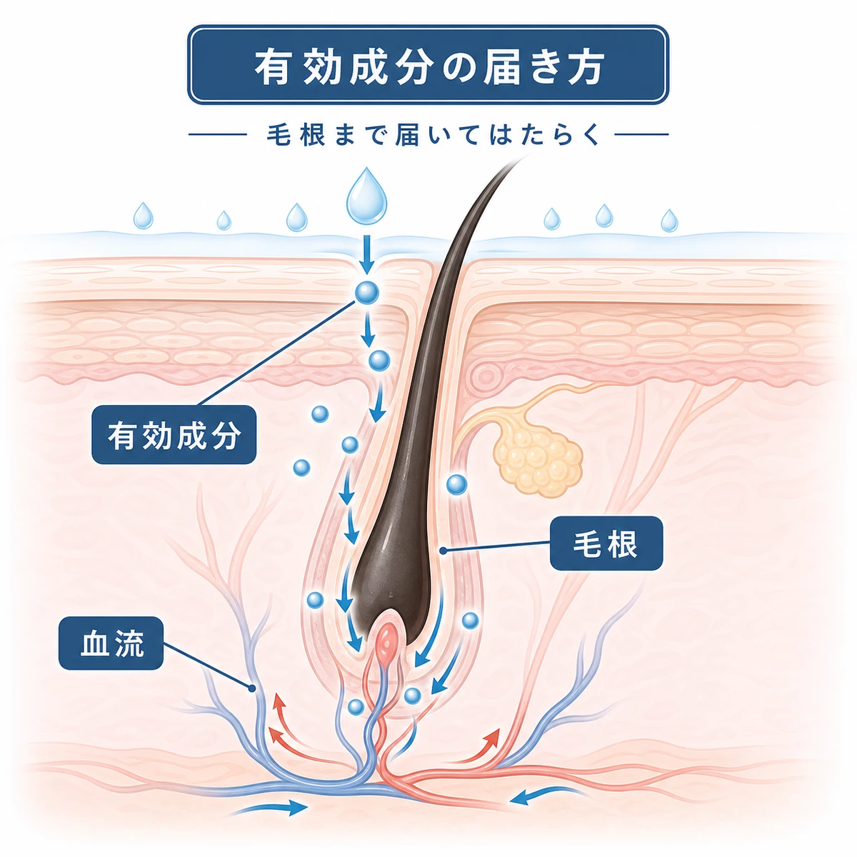 育毛剤の有効成分が毛穴から毛根や毛細血管へ届く仕組みを表した頭皮断面の医療イラスト