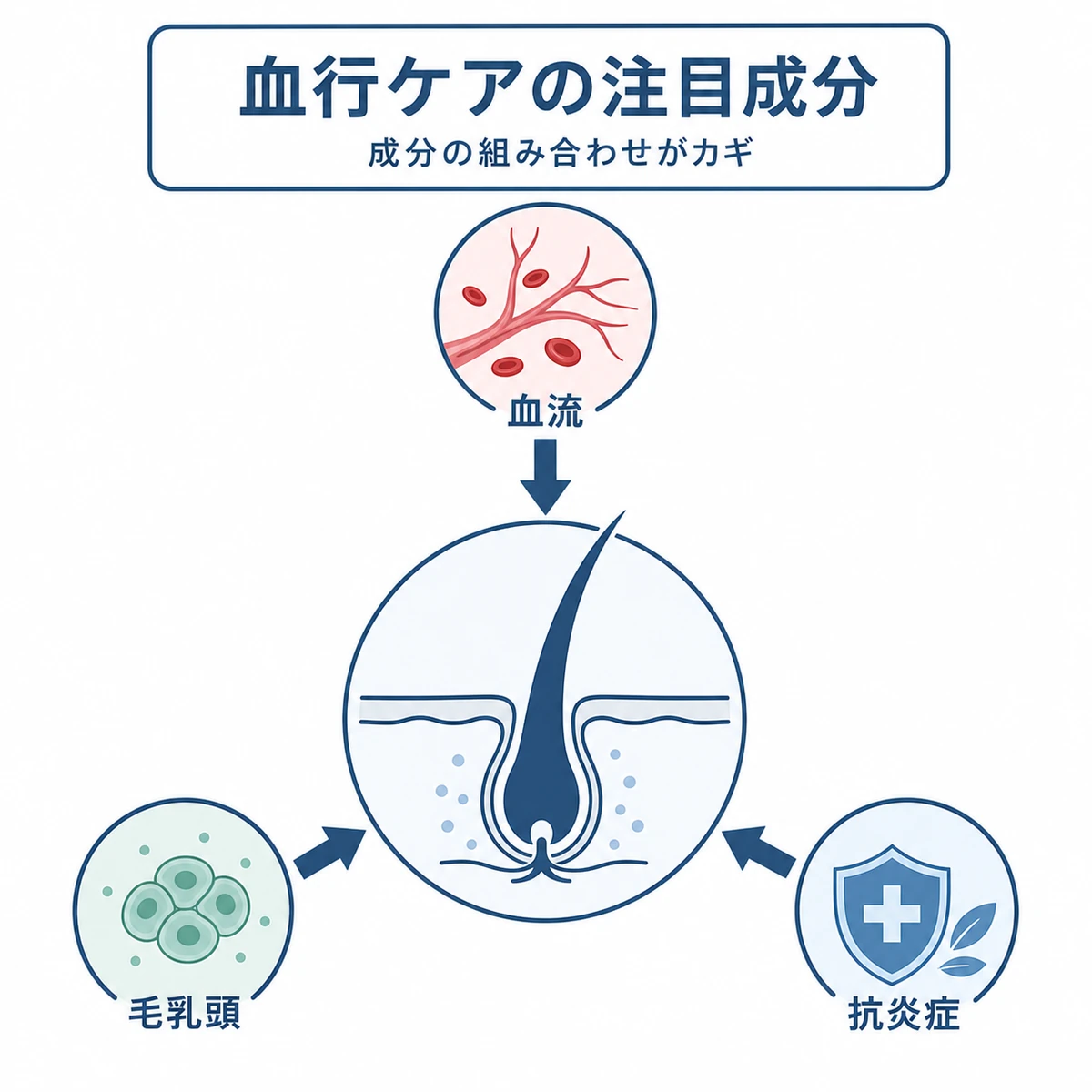 血流・毛乳頭・抗炎症の三方向から毛根に働きかける成分の相関を表した医療イラスト