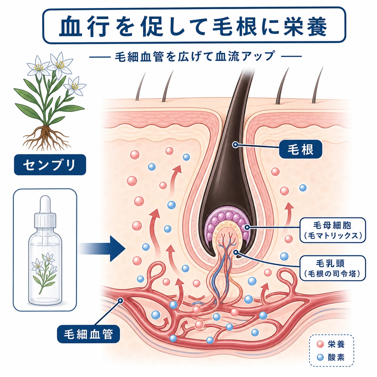 センブリエキスが毛細血管を広げて毛根に栄養を届ける血行促進の仕組みを示した医療イラスト