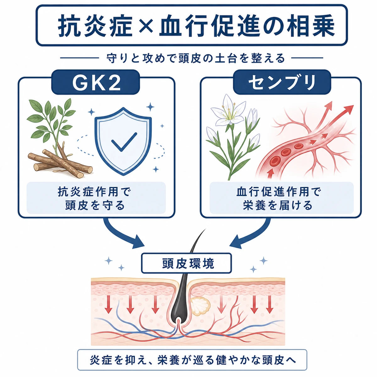 GK2の抗炎症とセンブリエキスの血行促進が合わさって頭皮環境を整える相乗効果を表した医療イラスト