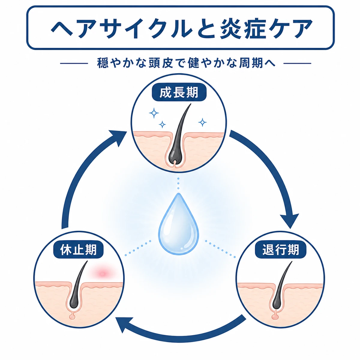 髪の成長サイクルと抗炎症ケアの関わりを円環の相関図で表した医療イラスト