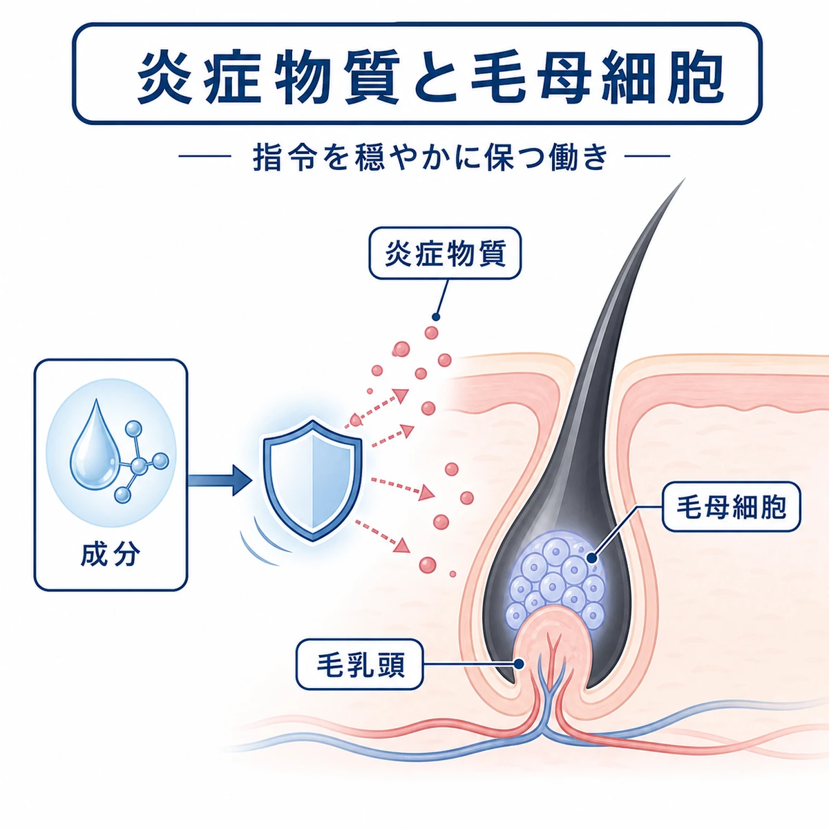 炎症物質の働きを穏やかに抑えて毛母細胞を守る仕組みを断面図で表した医療イラスト