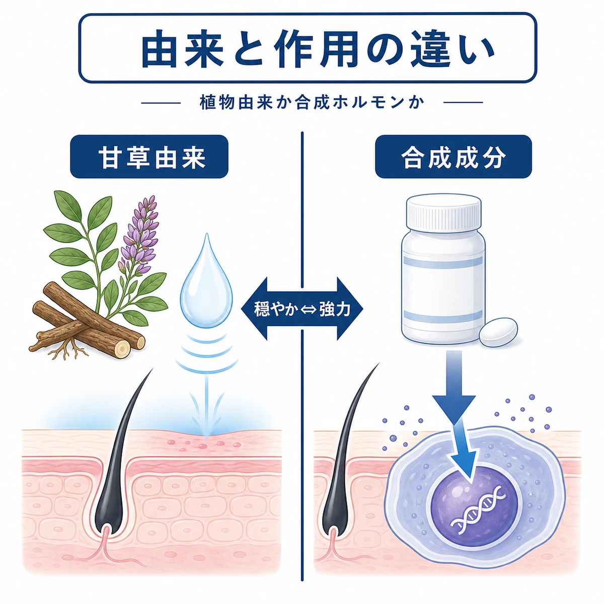 グリチルリチン酸2Kとステロイドの由来と作用経路の違いを左右で対比した医療イラスト