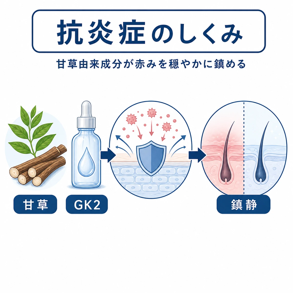 甘草由来のグリチルリチン酸2Kが頭皮の炎症物質を抑えて赤みを鎮める仕組みを表した医療イラスト