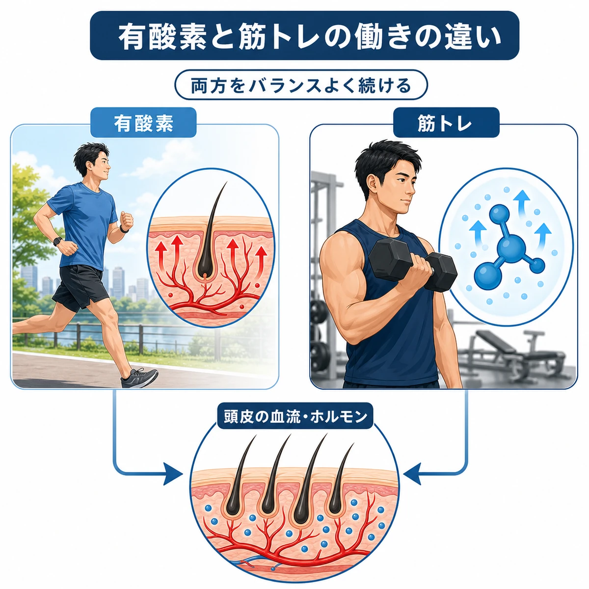 有酸素運動と筋トレが育毛に与える働きの違いを左右で対比した医療イラスト