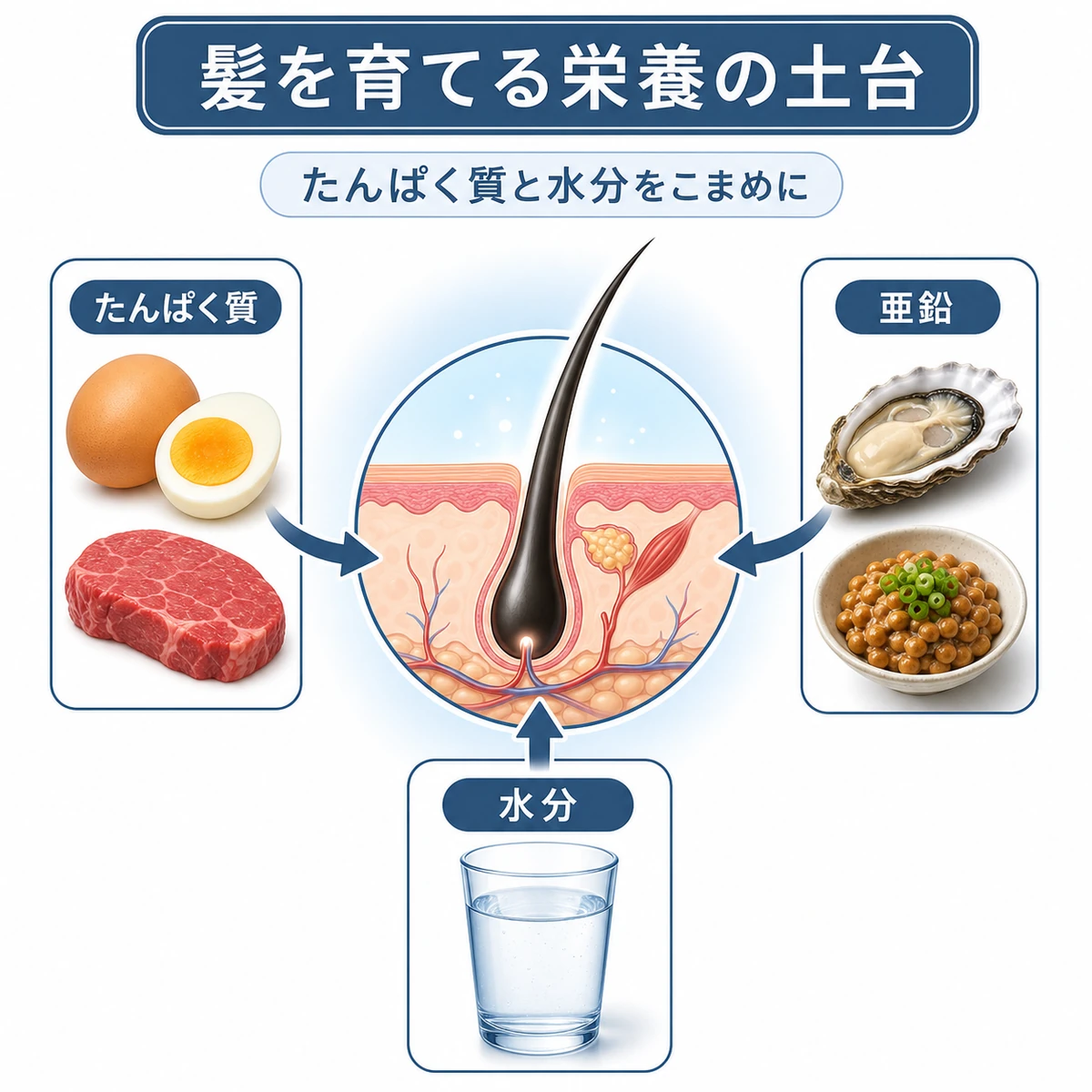 運動後にとりたいたんぱく質や亜鉛などの栄養素が髪を育てる土台になることを表した医療イラスト