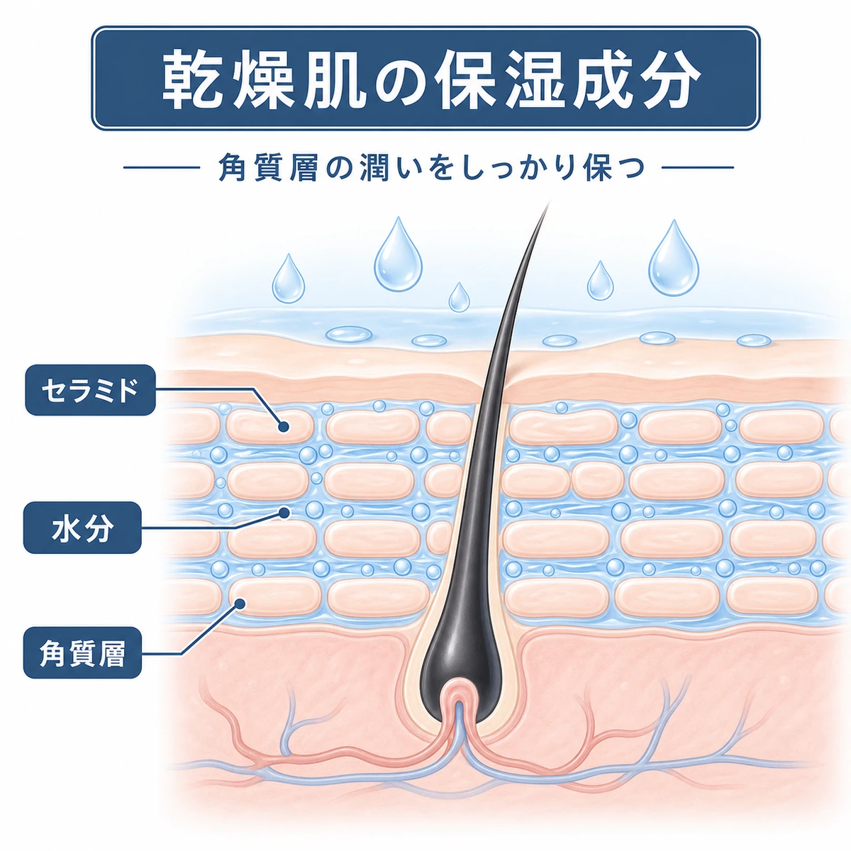 頭皮の角質層をセラミドやヒアルロン酸が潤いで満たす様子を表した断面図の医療イラスト