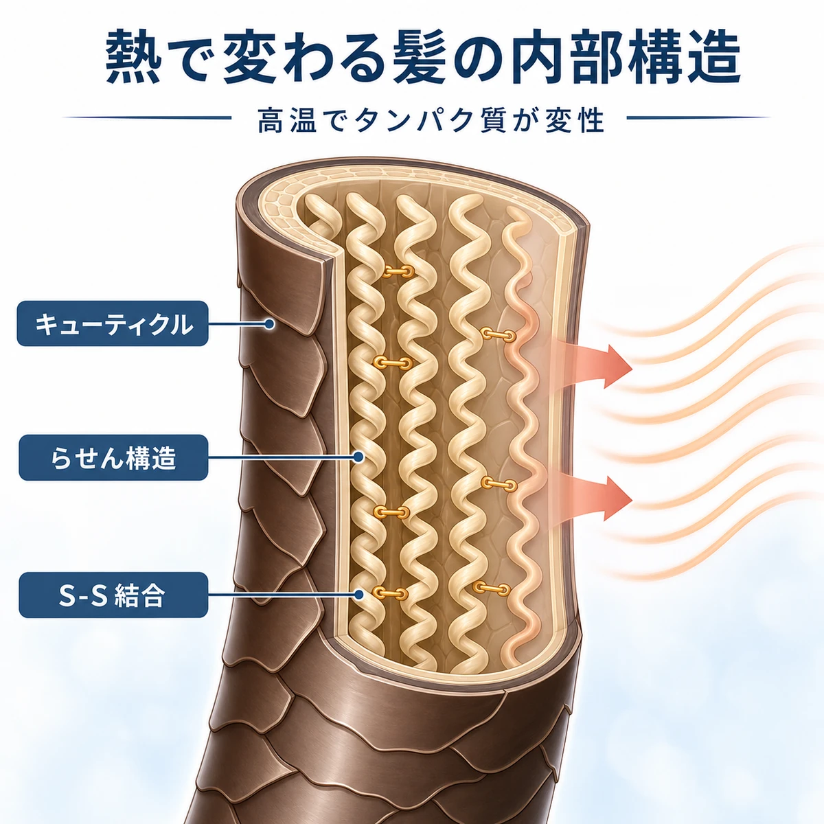 髪の断面とケラチンのらせん構造が熱で変性する仕組みを表した医療イラスト
