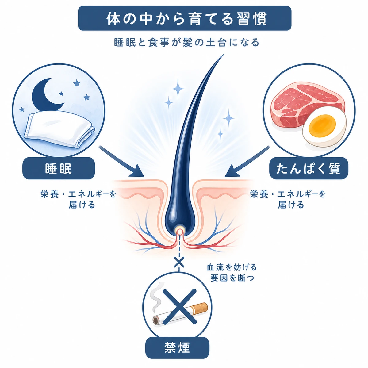 睡眠と栄養と禁煙が髪の毛根を体の中から支える関係を表した医療イラスト