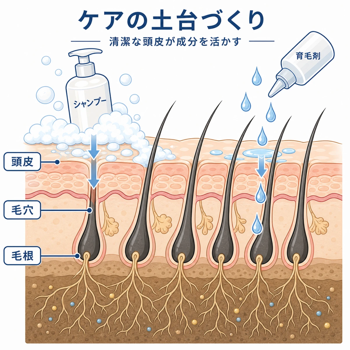 頭皮を清潔な土壌に整えるケア習慣を断面図で表した医療イラスト