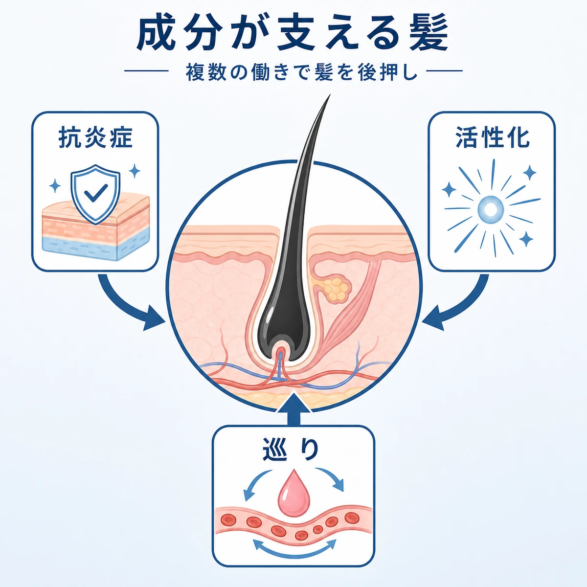 育毛剤の成分が毛根に働きかける役割を表した医療イラスト