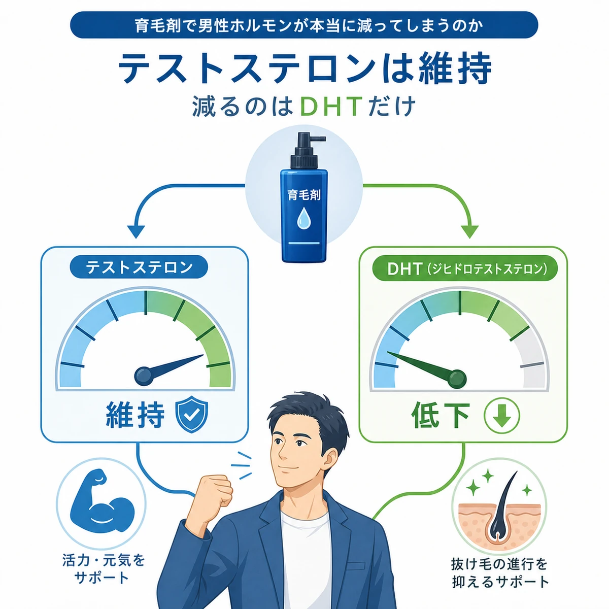 育毛剤でテストステロンは維持されDHTだけが下がる違いを2本のメーターで表した医療イラスト